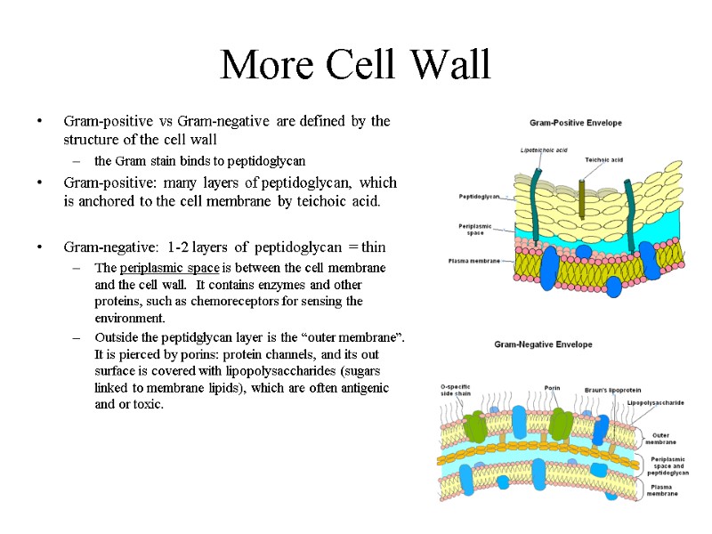 More Cell Wall Gram-positive vs Gram-negative are defined by the structure of the cell